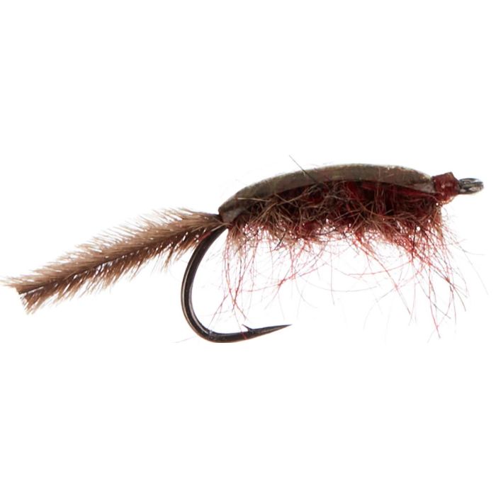 A  Jensen Gammariden Brown