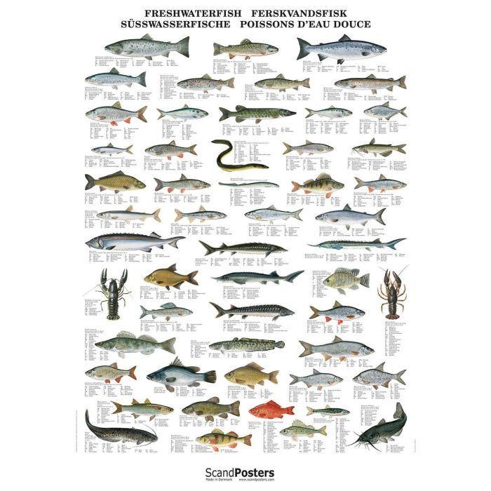 Plakat   Ferskvandsfisk Med Stiver